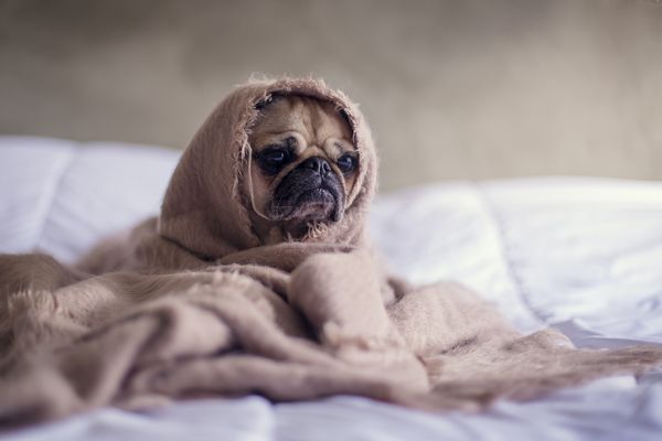Qué demonios es la tiroides y por qué ando siempre con sueño