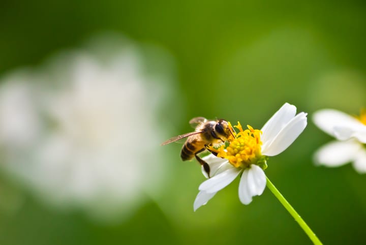 Picadura de abeja: ¿Qué hacer si te pica una?